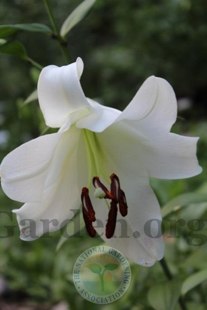 Photo of Lily (Lilium 'Forever') uploaded by magnolialover