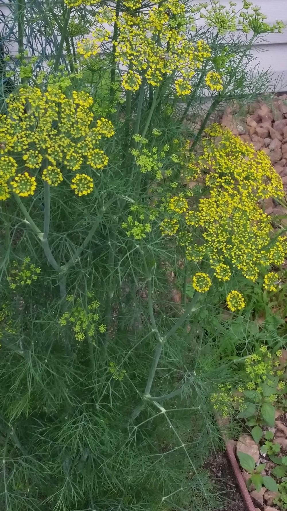 Photo of Dill (Anethum graveolens 'Fernleaf') uploaded by robynanne