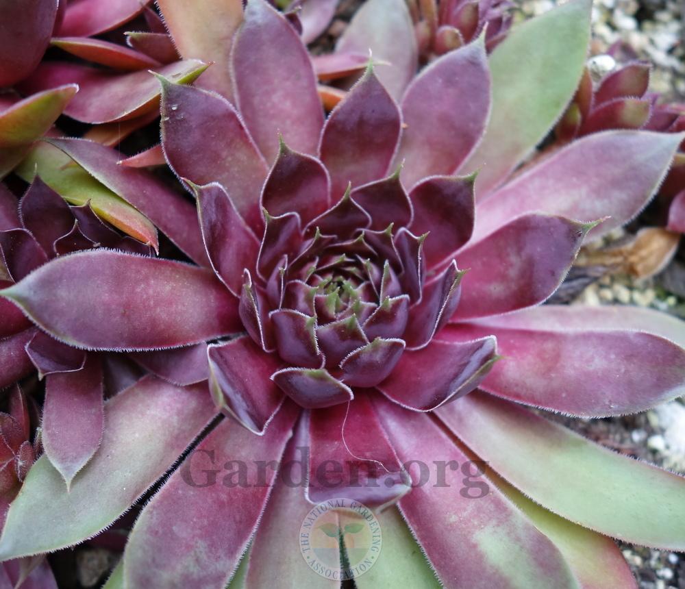 Photo of Hen and Chicks (Sempervivum 'Mystic') uploaded by springcolor