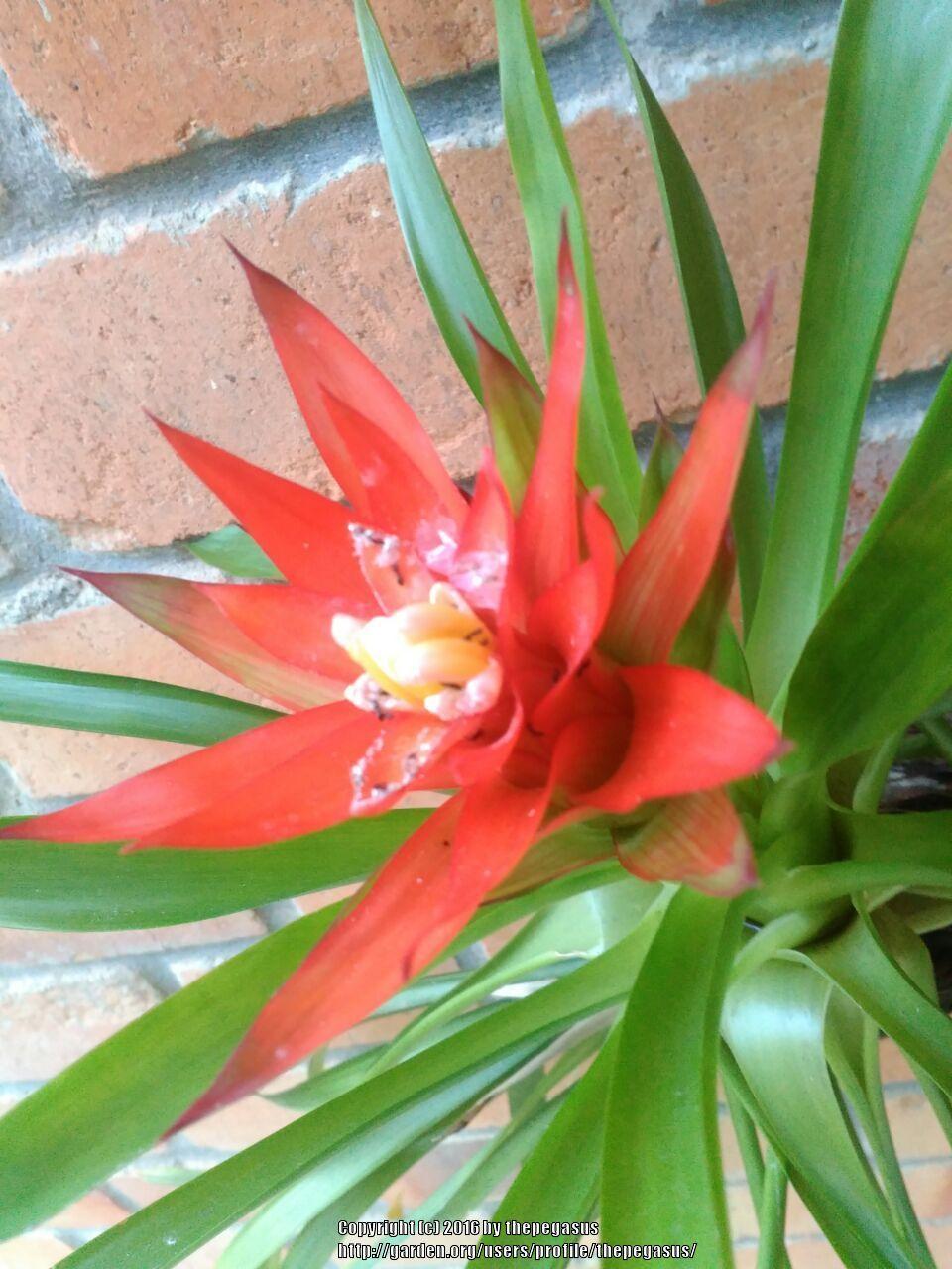 Photo of Scarlet Star (Guzmania lingulata) uploaded by thepegasus
