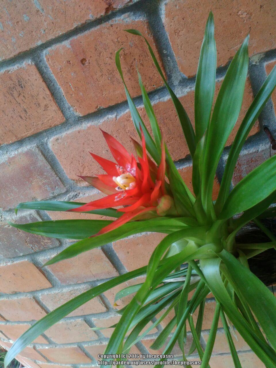 Photo of Scarlet Star (Guzmania lingulata) uploaded by thepegasus