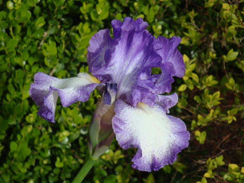 Photo of Tall Bearded Iris (Iris 'Jesse's Song') uploaded by AFlowerChild