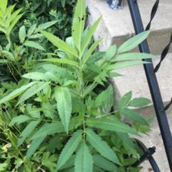 Location: Illinois
Date: July 8th 2016
please ID Weed? plant?