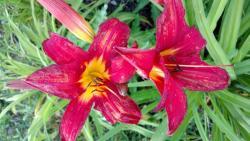 Thumb of 2016-07-09/DogsNDaylilies/00aed4