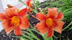 Thumb of 2016-07-09/DogsNDaylilies/0923d1