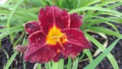 Thumb of 2016-07-09/DogsNDaylilies/2621ed
