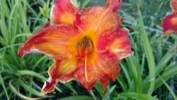 Thumb of 2016-07-09/DogsNDaylilies/ac0071