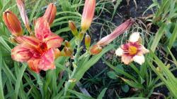 Thumb of 2016-07-09/DogsNDaylilies/fd4c21