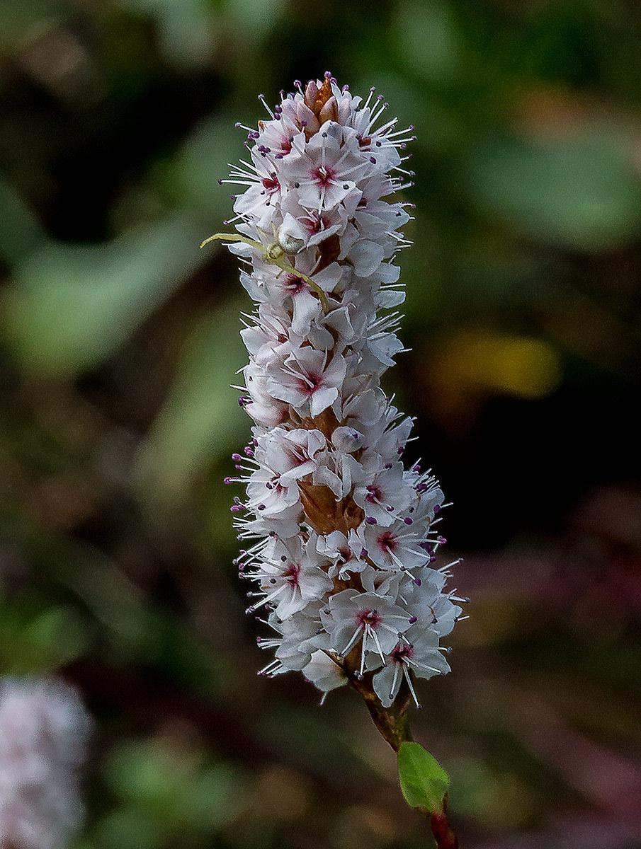 Photo of Common Bistort (Bistorta officinalis) uploaded by KatEnns