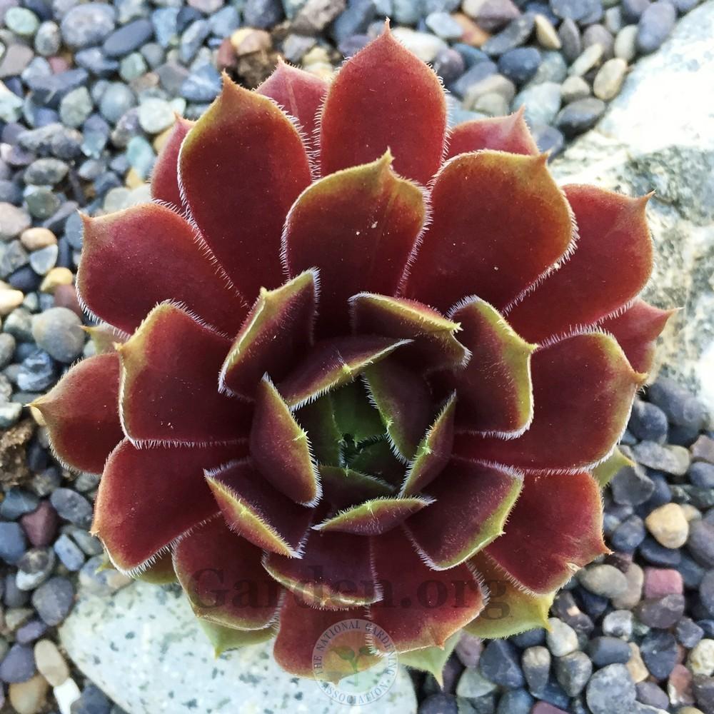 Photo of Hen and Chicks (Sempervivum 'Pacific Drama') uploaded by Patty