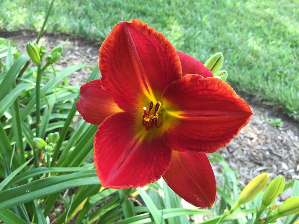 Photo of Daylily (Hemerocallis 'Red Roo') uploaded by cottelpg