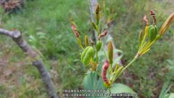 Thumb of 2016-07-09/ediblelandscapingsc/3b9b98
