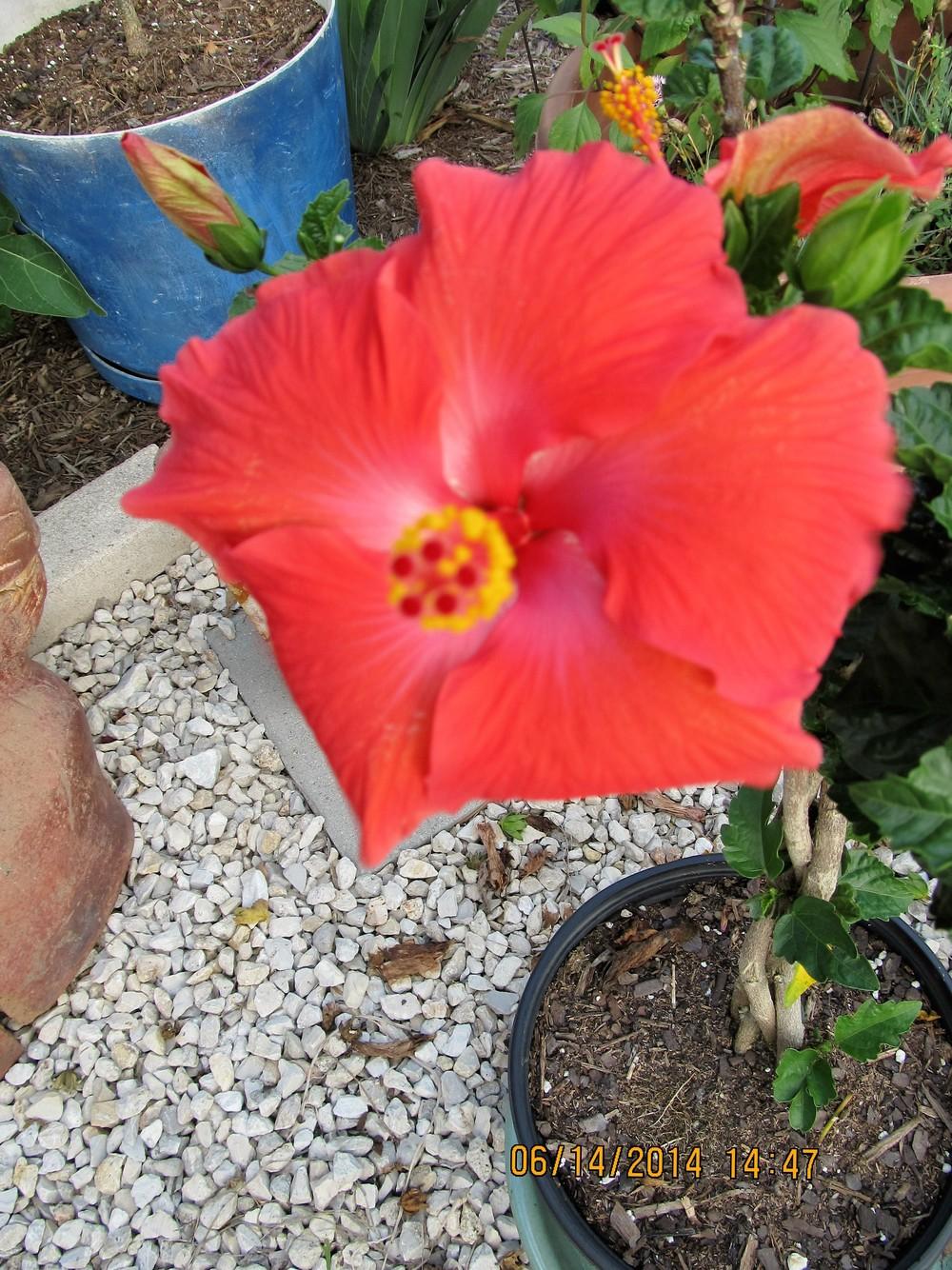 Photo of Tropical Hibiscus (Hibiscus rosa-sinensis 'Kiss and Tell') uploaded by froggardener