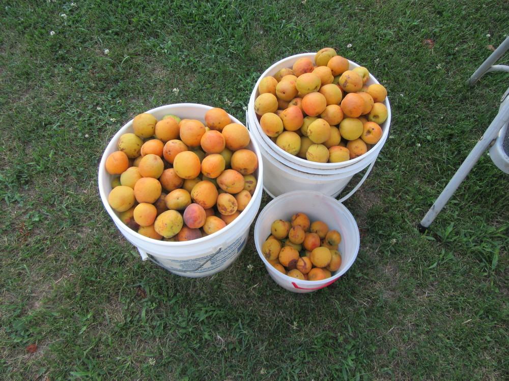 Photo of Apricot (Prunus armeniaca 'GoldCot') uploaded by tveguy3
