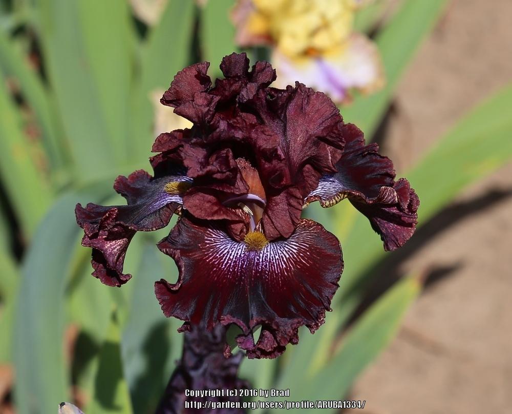 Photo of Tall Bearded Iris (Iris 'Ruby Tracery') uploaded by ARUBA1334
