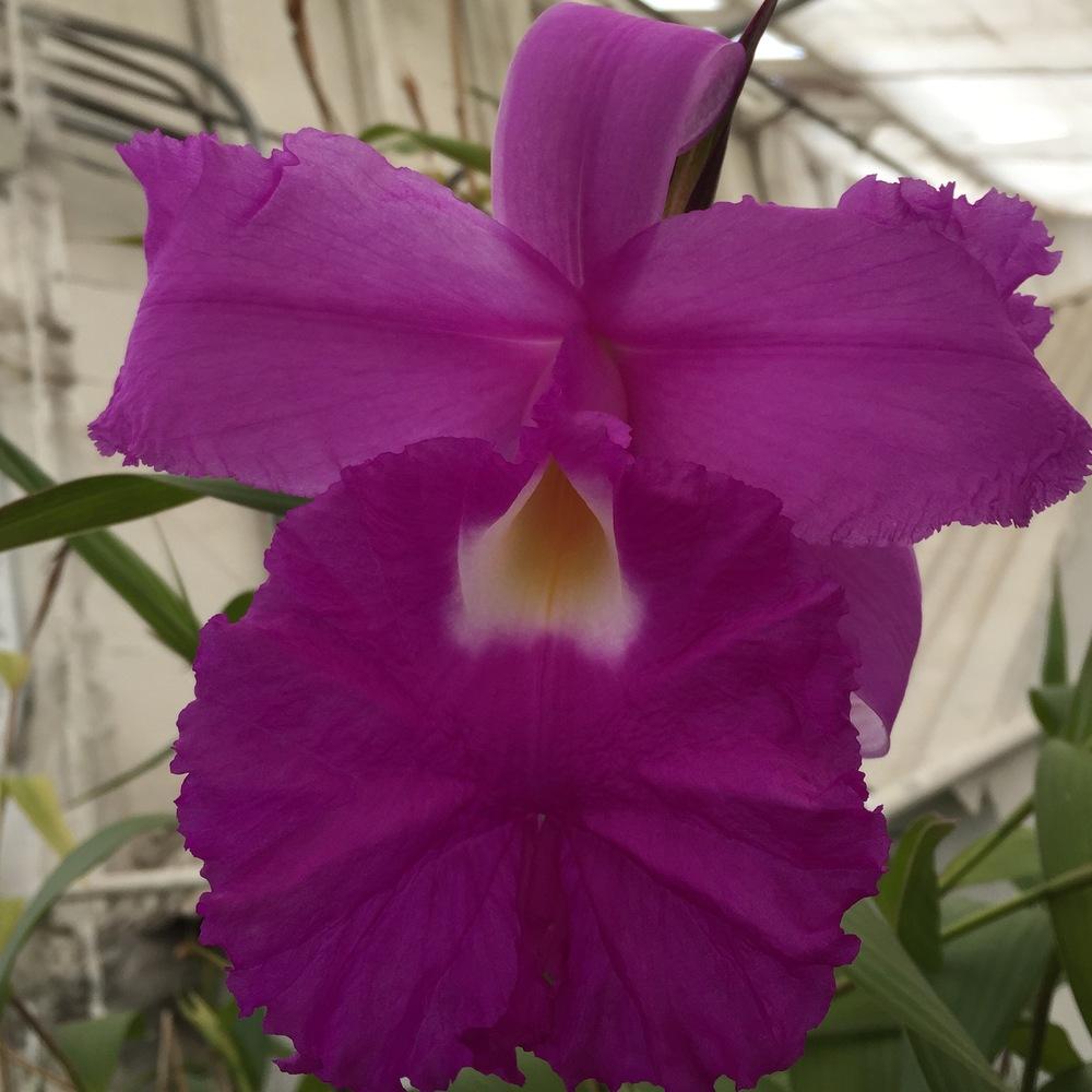 Photo of Orchid (Sobralia rogersiana) uploaded by BruceRogers