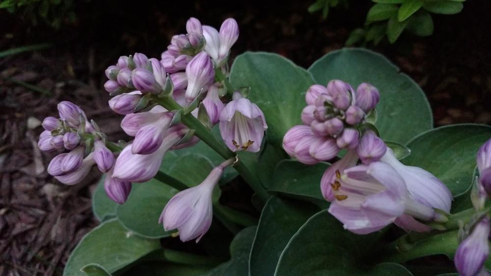 Photo of Hosta 'Blue Mouse Ears' uploaded by DogsNDaylilies
