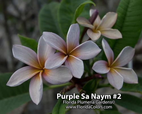 Photo of Plumeria (Plumeria rubra 'Siam Lavender') uploaded by Dutchlady1
