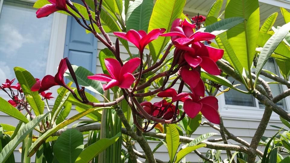 Photo of Plumeria (Plumeria rubra 'Key West Red') uploaded by Dutchlady1