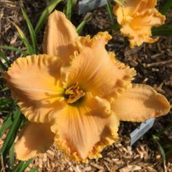 Location: my zone 5 garden
Date: 2016-07-10
In the sun - it is crazy the way some daylilies completely change