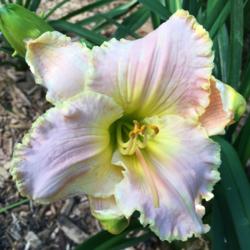 Location: my zone 5 garden
Date: 2016-07-09
1st bloom on a new plant