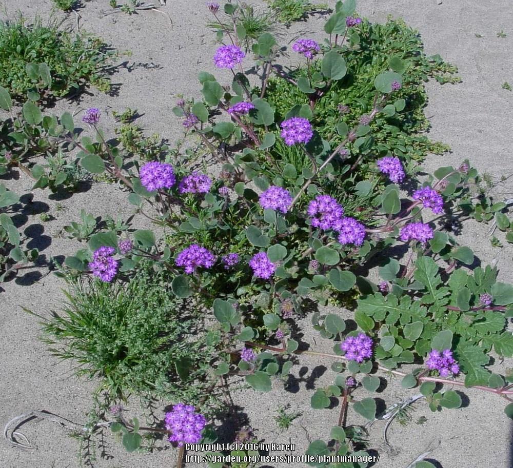 Photo of Purple Sand Verbena (Abronia angustifolia) uploaded by plantmanager