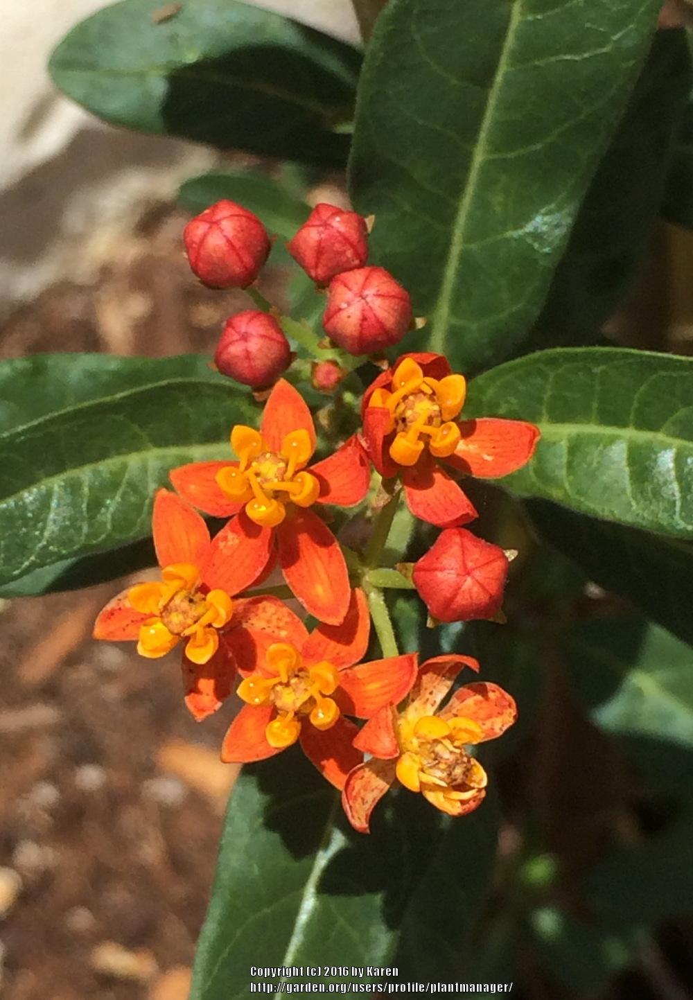 Photo of Tropical Milkweed (Asclepias curassavica) uploaded by plantmanager