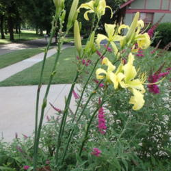 Location: Lincoln NE zone 5
Date: 2016-07-08
Over 5' tall the third year.