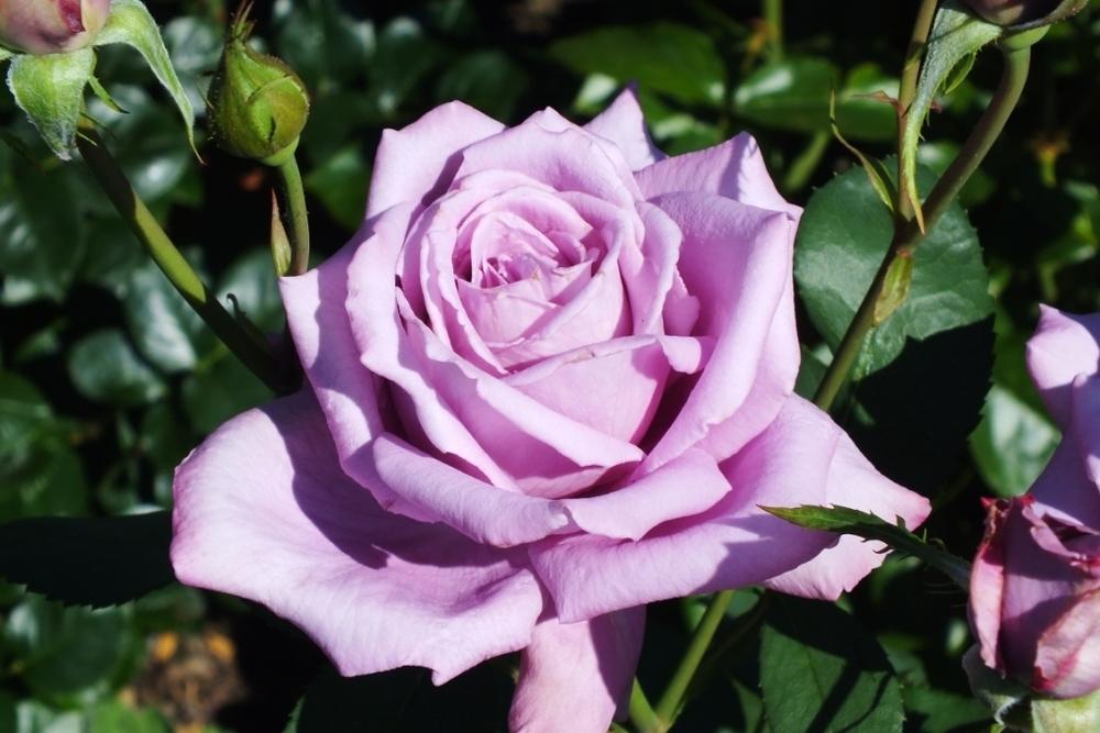 Photo of Rose (Rosa 'Mamy Blue') uploaded by sunnyvalley
