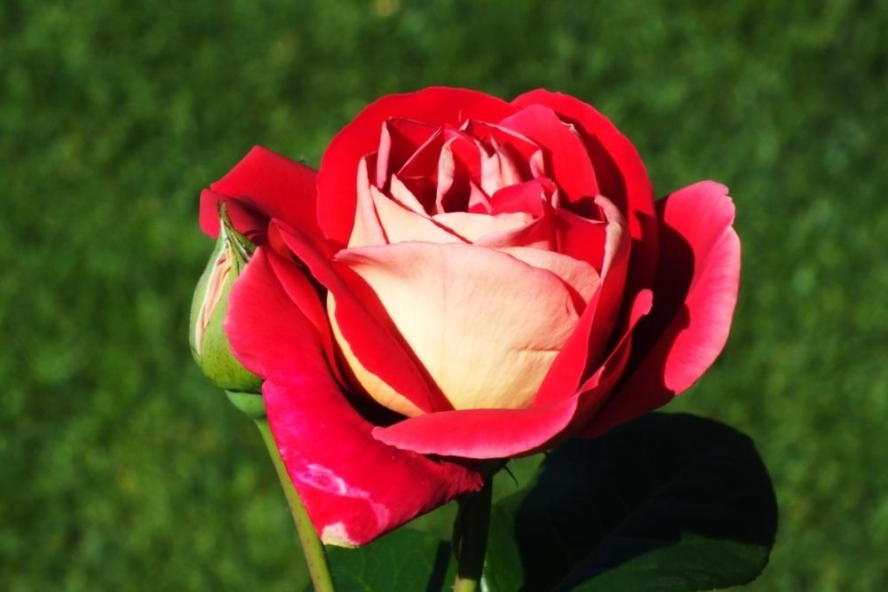 Photo of Rose (Rosa 'Flaming Peace') uploaded by sunnyvalley