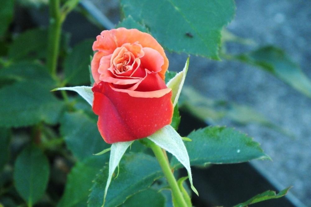 Photo of Rose (Rosa 'Ann Henderson') uploaded by sunnyvalley
