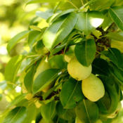 Courthouse Pear, named for the location it was found-Wakulla Coun