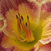 Stamens and pistil as well as the tiniest unknown but at base of 