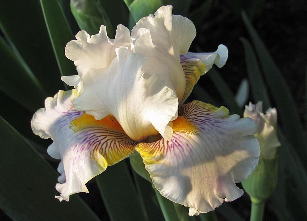 Photo of Tall Bearded Iris (Iris 'Goldkist') uploaded by Lestv