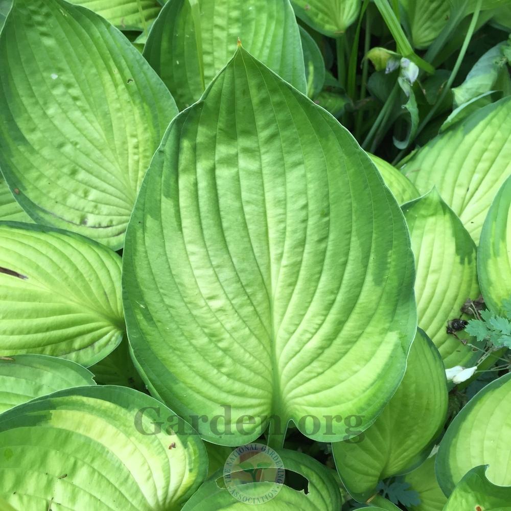 Photo of Hosta 'Stained Glass' uploaded by Patty
