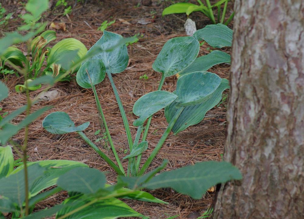 Photo of Hosta 'Lakeside Foot Prints' uploaded by Rose1656