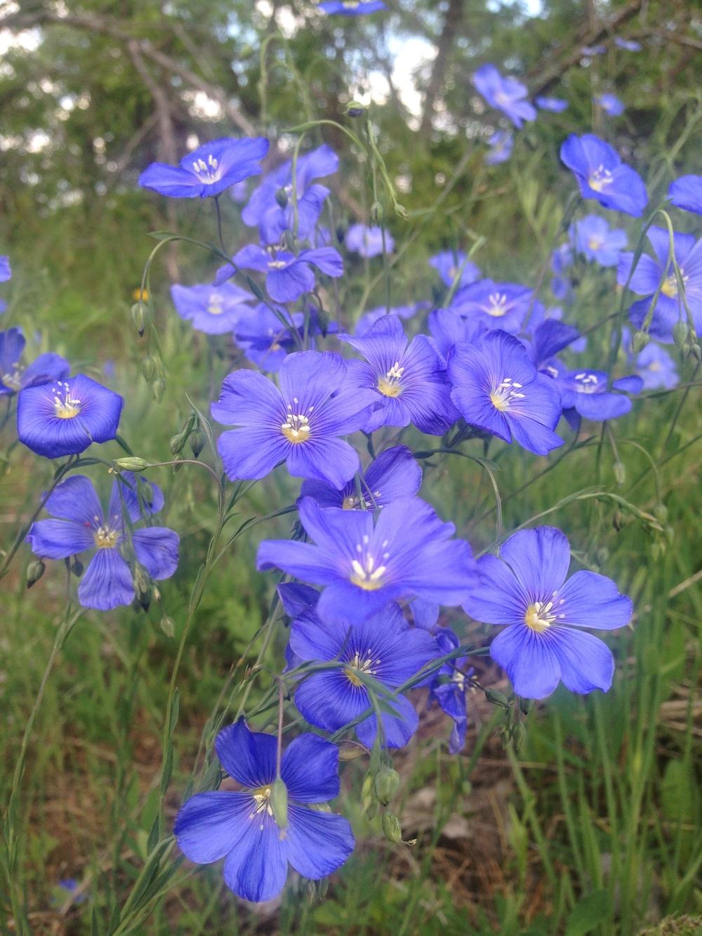 Photo of Blue Flax (Linum perenne) uploaded by SpringGreenThumb