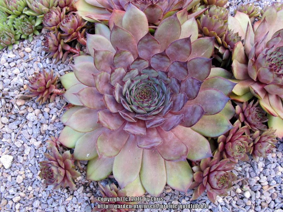 Photo of Hen and Chicks (Sempervivum 'Choctaw') uploaded by goldfinch4