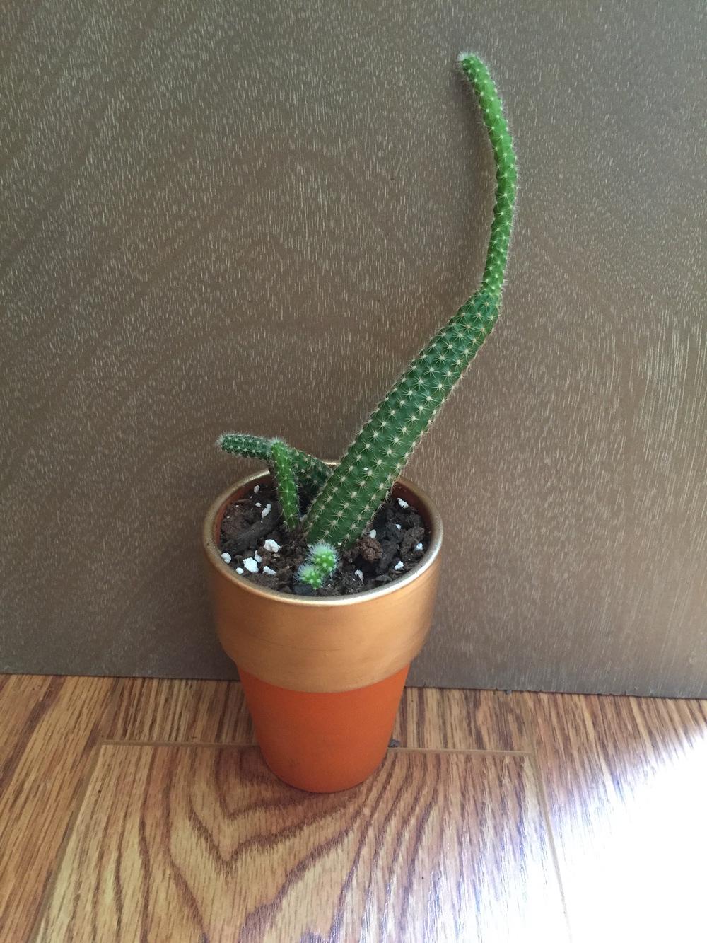 Photo of Peanut Cactus (Chamaecereus silvestrii) uploaded by ljones26