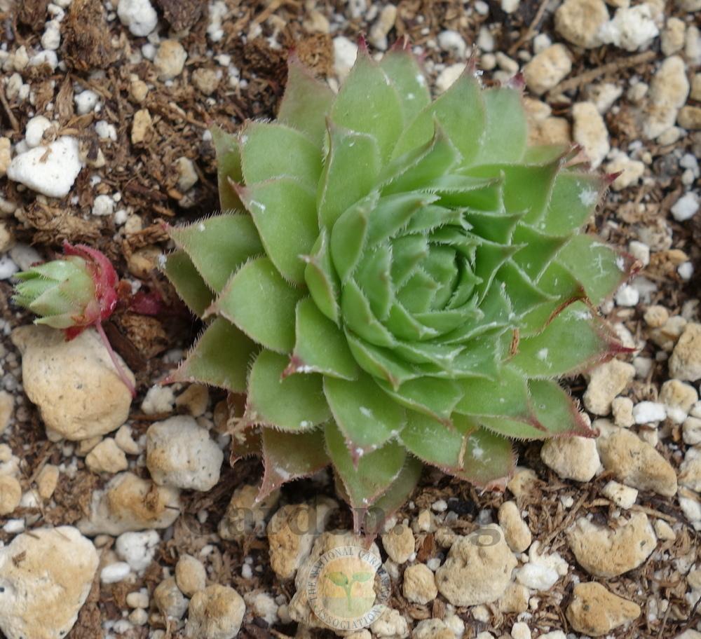 Photo of Hen and Chicks (Sempervivum 'Kermit') uploaded by springcolor