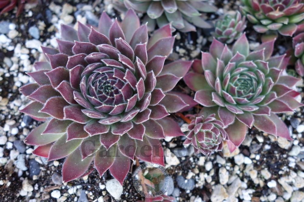 Photo of Hen and Chicks (Sempervivum 'Greenwich Time') uploaded by springcolor