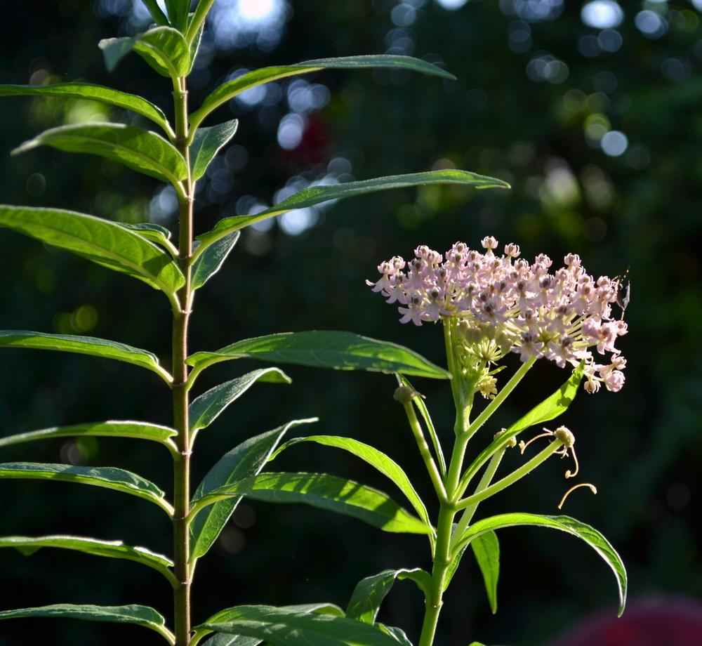 Photo of Swamp Milkweed (Asclepias incarnata) uploaded by sunkissed