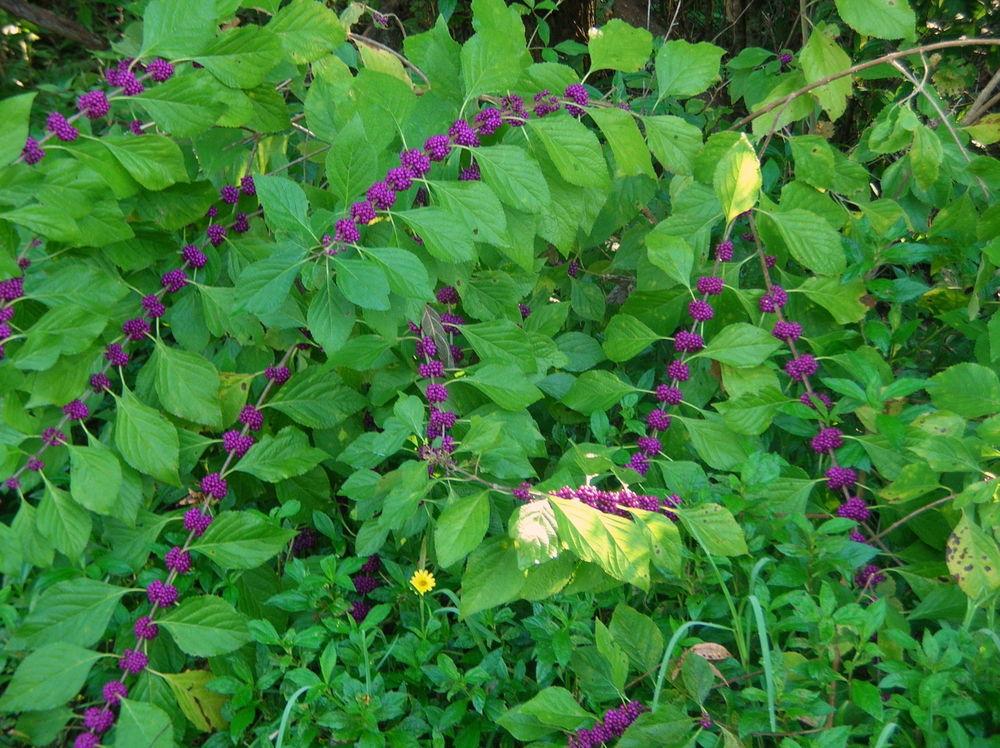 Photo of American Beautyberry (Callicarpa americana) uploaded by sunkissed