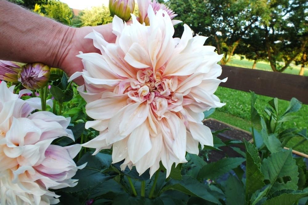 Photo of Dahlia 'Cafe au Lait' uploaded by sunnyvalley