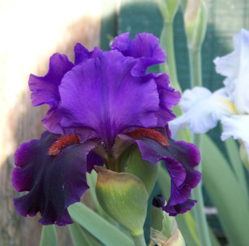 Photo of Tall Bearded Iris (Iris 'Wild Wings') uploaded by LynNY