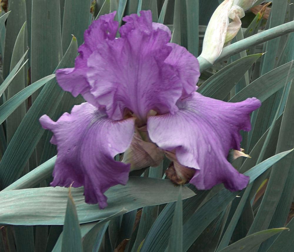 Photo of Tall Bearded Iris (Iris 'Good Looking') uploaded by LynNY