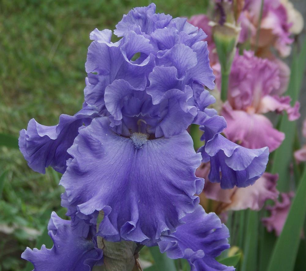 Photo of Tall Bearded Iris (Iris 'Sea Power') uploaded by LynNY