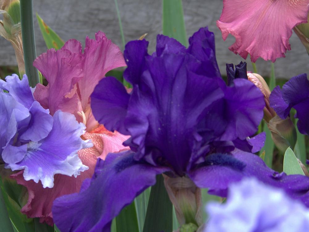 Photo of Tall Bearded Iris (Iris 'Dusky Challenger') uploaded by LynNY