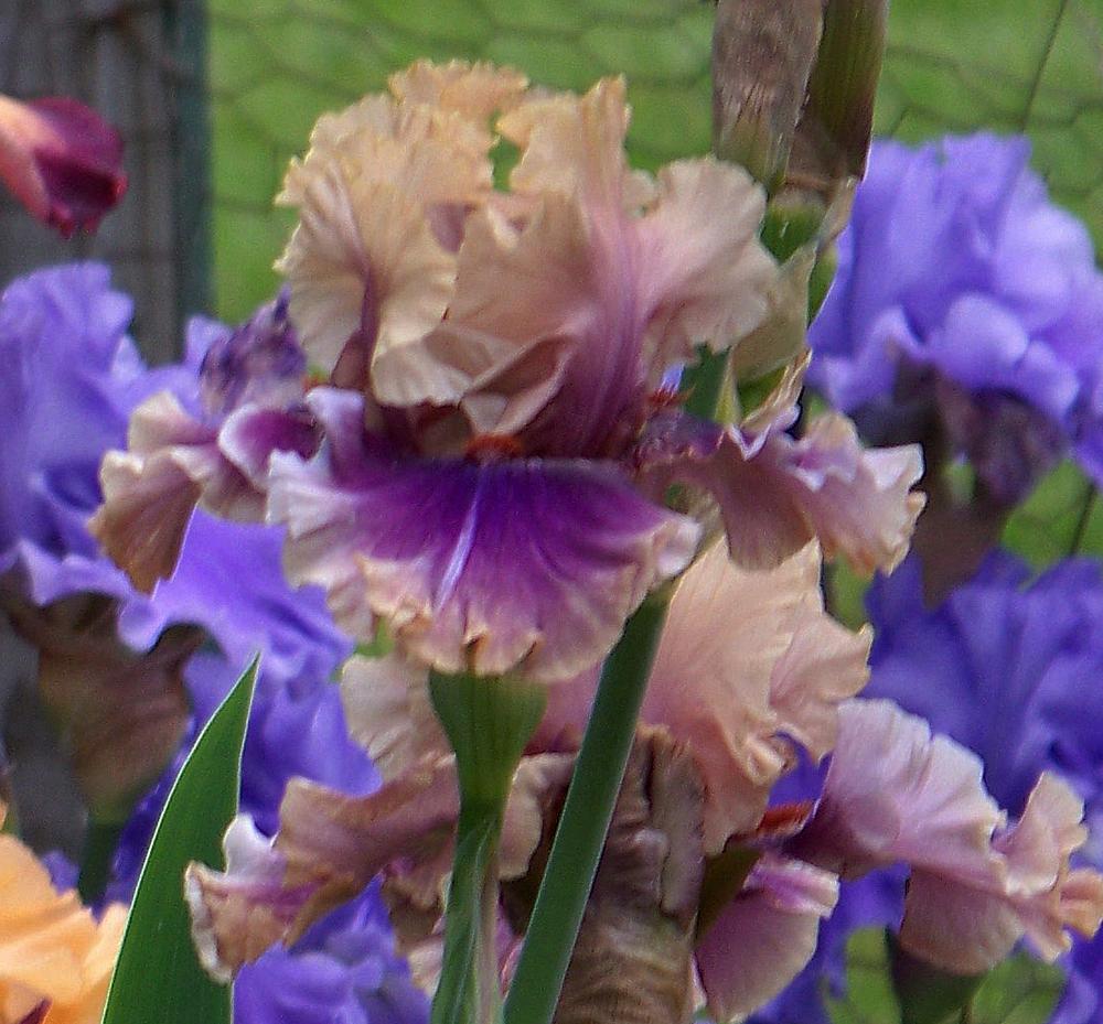 Photo of Tall Bearded Iris (Iris 'Smoke and Thunder') uploaded by LynNY