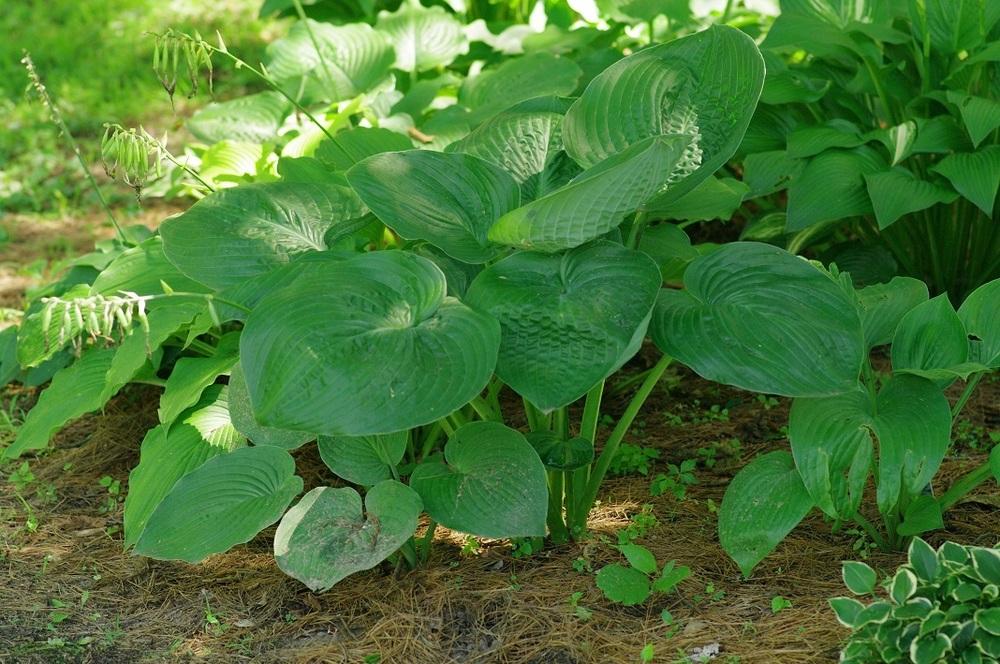 Photo of Hosta 'Humpback Whale' uploaded by Rose1656